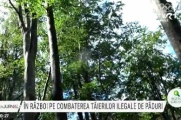 Guvernul, în război cu ONG-urile, pe combaterea tăierilor ilegale de păduri