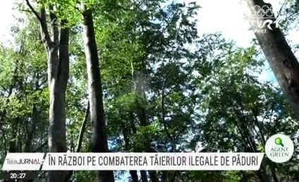Guvernul, în război cu ONG-urile, pe combaterea tăierilor ilegale de păduri