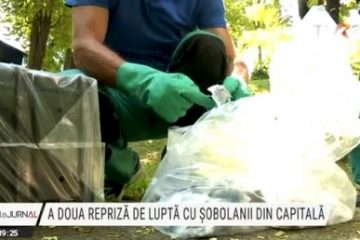 Începe a doua repriză de luptă cu șobolanii din Capitală