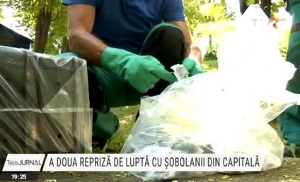 Începe a doua repriză de luptă cu șobolanii din Capitală