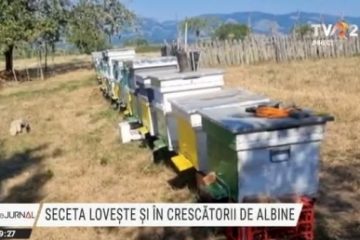 Seceta lovește și în crescătorii de albine. Plantele de pe câmp s-au uscat aproape toate şi, în lipsa polenului, albinele sunt hrănite de apicultori