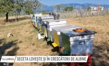 Seceta lovește și în crescătorii de albine. Plantele de pe câmp s-au uscat aproape toate şi, în lipsa polenului, albinele sunt hrănite de apicultori