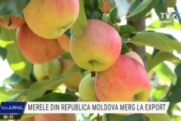 Merele din Republica Moldova merg la export, în țari din Uniunea Europeană