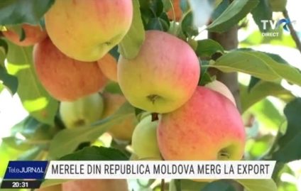 Merele din Republica Moldova merg la export, în țari din Uniunea Europeană