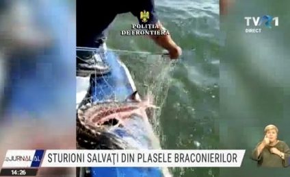 Sturioni salvați din plasele braconierilor, în Delta Dunării