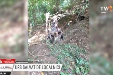Un urs uriaș care a rămas blocat într-un gard de sârmă ghimpată a fost salvat de localnicii dintr-o localitate nemțeană