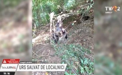 Un urs uriaș care a rămas blocat într-un gard de sârmă ghimpată a fost salvat de localnicii dintr-o localitate nemțeană