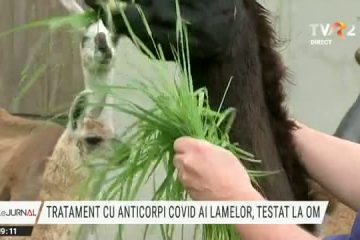 Belgia: Tratamentul cu anticorpi COVID produși de animale, testat pe oameni