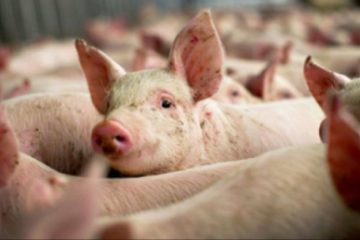 Virusul pestei porcine africane, confirmat la gospodării din Harghita şi pe un fond de vânătoare în Remetea