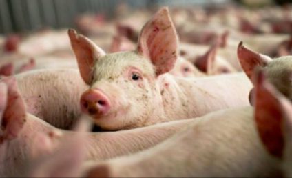 Virusul pestei porcine africane, confirmat la gospodării din Harghita şi pe un fond de vânătoare în Remetea