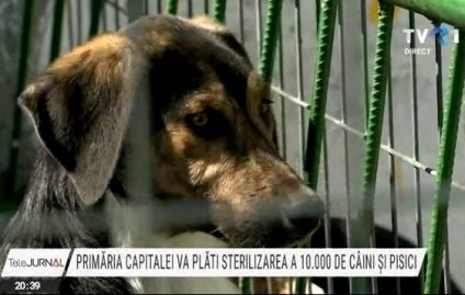 10.000 de sterilizări gratuite în Capitală pentru câini și pisici. Primăria Generală va suporta costul intervențiilor