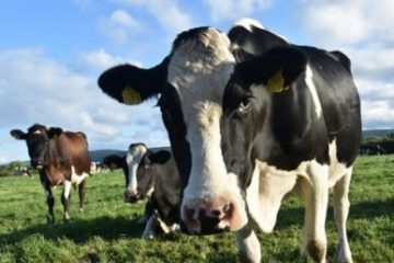 APIA a autorizat ajutorul de stat pentru bovine. Plata pe cap de animal este de 140,37 lei, iar pe tona de lapte, cuantumul este de 541,87 lei