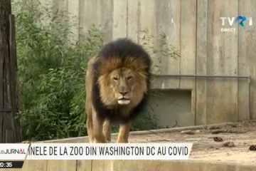 Coronavirusul a lovit în plin grădina zoologică din capitala Statelor Unite și a infectat întreaga populație de feline mari