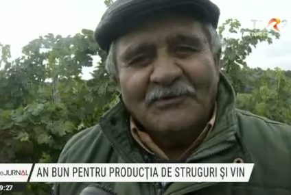An bun pentru producția de vin şi struguri. Vinul ar putea fi mai scump în magazine