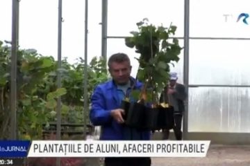 Afaceri profitabile. Cea mai întinsă plantație de aluni din Europa este în apropiere de Arad