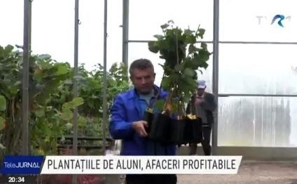 Afaceri profitabile. Cea mai întinsă plantație de aluni din Europa este în apropiere de Arad