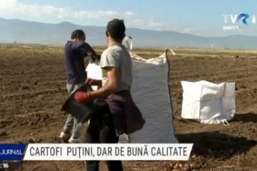 Cartofi puțini, dar de bună calitate pe câmpurile din Covasna și Harghita