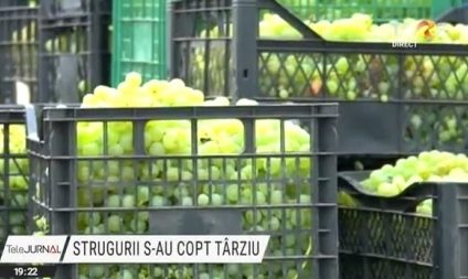 Vremea capricioasă îi pune la încercare pe viticultori: recolta e sub așteptări. Prețul mic nu acoperă cheltuielile