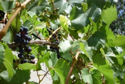 Măsuri excepţionale de sprijin pentru sectoarele vitivinicol, fructe şi legume, anunțate de Comisia Europeană
