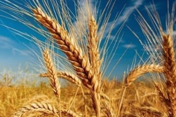 Prețurile alimentelor la nivel global au urcat la cel mai înalt nivel din ultimii zece ani