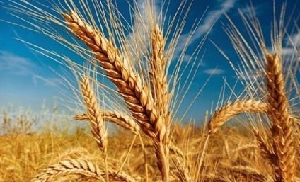 Prețurile alimentelor la nivel global au urcat la cel mai înalt nivel din ultimii zece ani