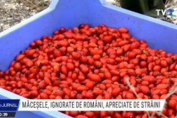 Măceșele, ignorate de români, apreciate de străini. Zeci de tone culese de pe dealurile din Gorj vor merge la export