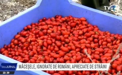 Măceșele, ignorate de români, apreciate de străini. Zeci de tone culese de pe dealurile din Gorj vor merge la export