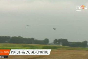 Patrulă porcină gurmandă pe aeroportul din Amsterdam. O soluție pe cât de simplă, pe atât de ingenioasă pentru a îndepărta păsările din preajma pistelor