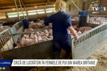 Marea Britanie se confruntă cu lipsa forței de muncă la fermele de pui și în măcelării