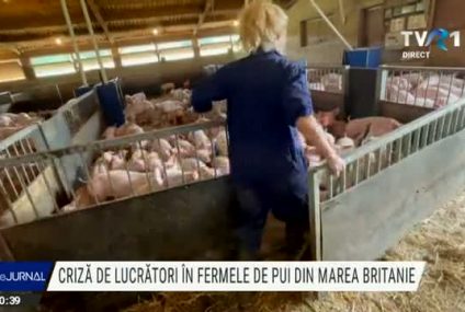 Marea Britanie se confruntă cu lipsa forței de muncă la fermele de pui și în măcelării