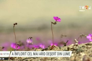 Flori în cel mai arid ținut din lume. E primăvară în deșertul Atacama