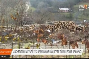 Percheziții fără precedent în comuna bistrițeană Telciu. Anchetatorii vizează zeci de persoane bănuite de tăieri ilegale de copaci