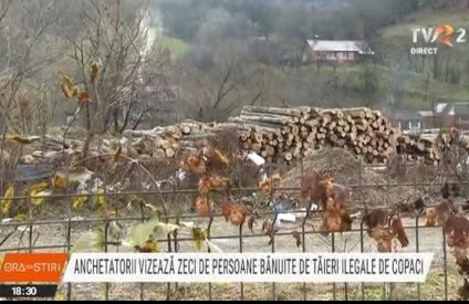 Percheziții fără precedent în comuna bistrițeană Telciu. Anchetatorii vizează zeci de persoane bănuite de tăieri ilegale de copaci