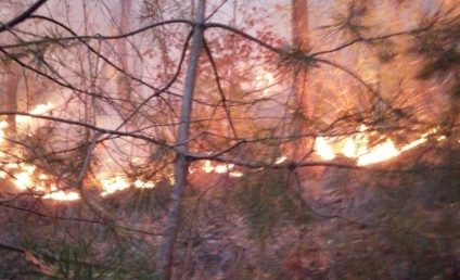 Pompierii intervin pentru a patra zi la stingerea incendiului forestier din Oituz. Aproape 20 hectare de pădure sunt afectate