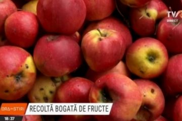 Sucuri bio din legume și fructe, în comuna Zetea din Harghita. În județ, recolta din această toamnă este bogată