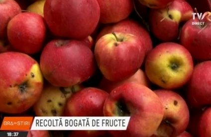 Sucuri bio din legume și fructe, în comuna Zetea din Harghita. În județ, recolta din această toamnă este bogată