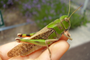 Comisia Europeană a autorizat introducerea pe piaţă a unei a doua insecte, Locusta migratoria, ca aliment nou