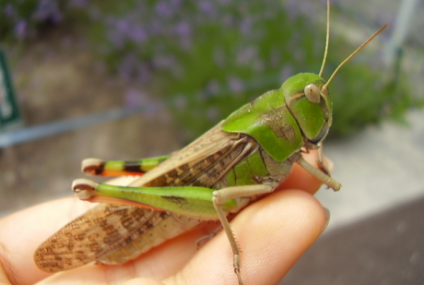 Comisia Europeană a autorizat introducerea pe piaţă a unei a doua insecte, Locusta migratoria, ca aliment nou