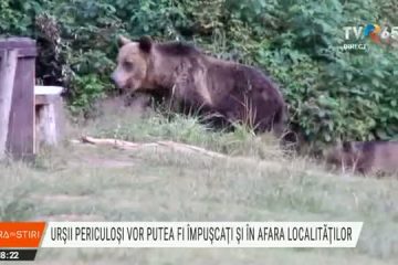 Proiectul privind intervenția imediată asupra urșilor, aprobat în Camera Deputaților, for decizional. Intervenția imediată va fi posibilă și în extravilan