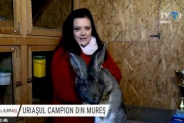 Doboară record după record. Cel mai frumos iepure din România a devenit campion în Ungaria, la o competiție internațională