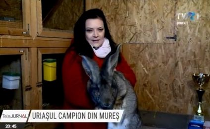 Doboară record după record. Cel mai frumos iepure din România a devenit campion în Ungaria, la o competiție internațională