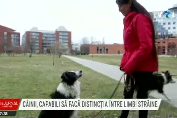 Cățeii sunt capabili să facă distincția între unele limbi străine