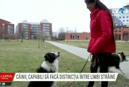 Cățeii sunt capabili să facă distincția între unele limbi străine