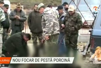 Focar de pestă porcină într-un fond de vânătoare din Caraș-Severin