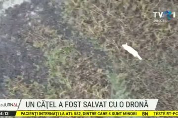 Cum a fost salvat un căţel cu o dronă şi un cârnat