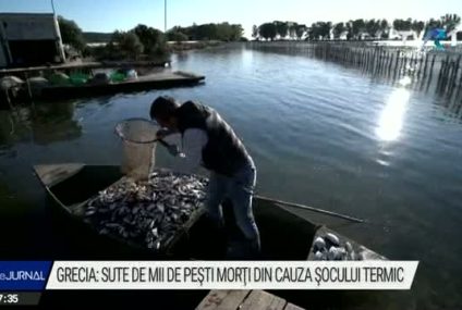Sute de mii de peşti au murit din cauza şocului termic, în Grecia