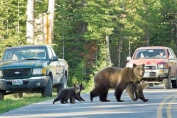 Ursoaică cu pui în zona Castelului Peleş din Sinaia. A fost emis mesaj RO-ALERT