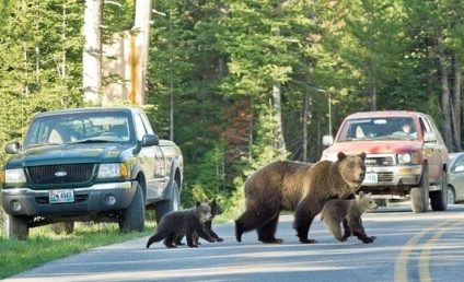 Ursoaică cu pui în zona Castelului Peleş din Sinaia. A fost emis mesaj RO-ALERT