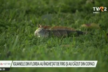 Val de aer rece asupra Floridei. Iguanele au îngheţat în somn şi au început să cadă din copaci