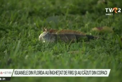 Val de aer rece asupra Floridei. Iguanele au îngheţat în somn şi au început să cadă din copaci